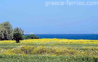 Mastigari Cos en Dodecaneso, Islas Griegas, Grecia